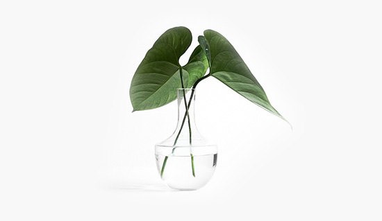 Trimmed Plant in Glass Vase